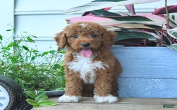 Mini Goldendoodle dogs for sale: Paris - Image 3