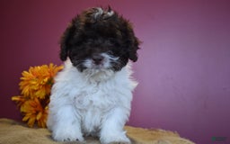 Cavapoo dogs for sale: Janie - Image 3
