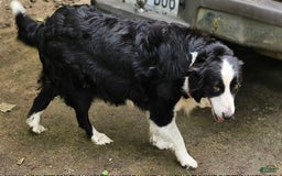Border Collie dogs for sale: Ellie - Image 23