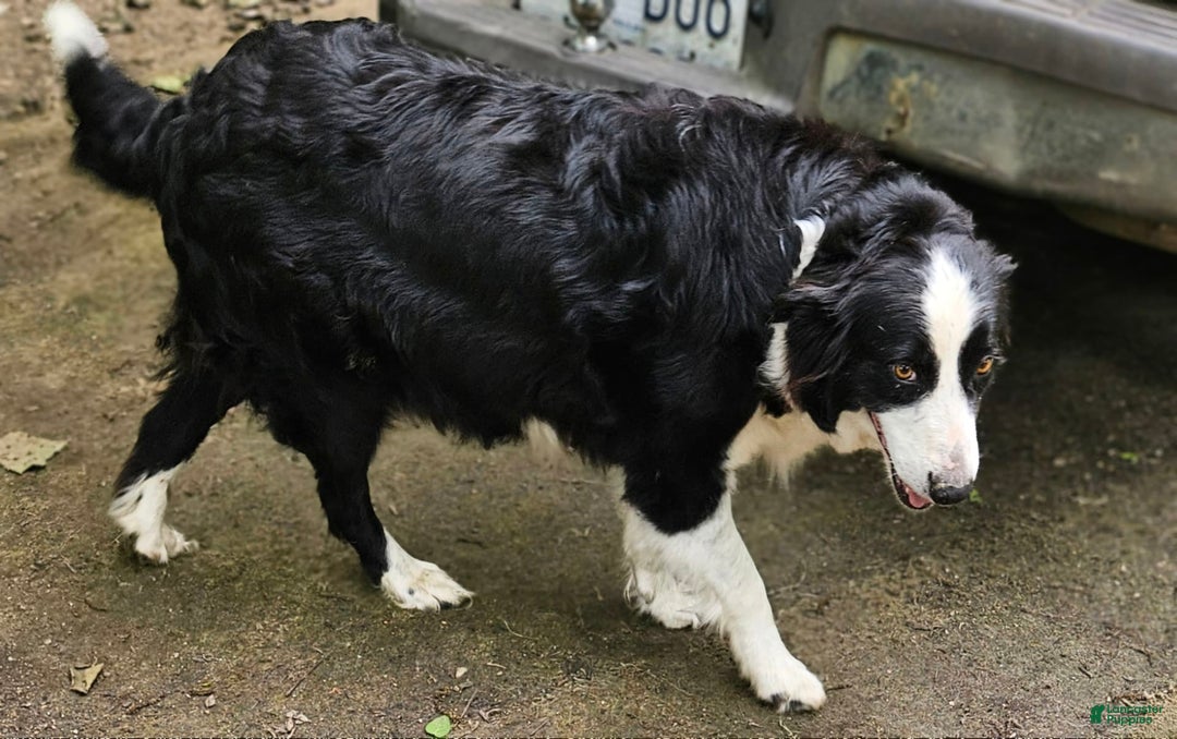 Border Collie dogs for sale: Ellie - Image 23
