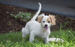 Cavapoo dogs for sale: Mariah - Image 8