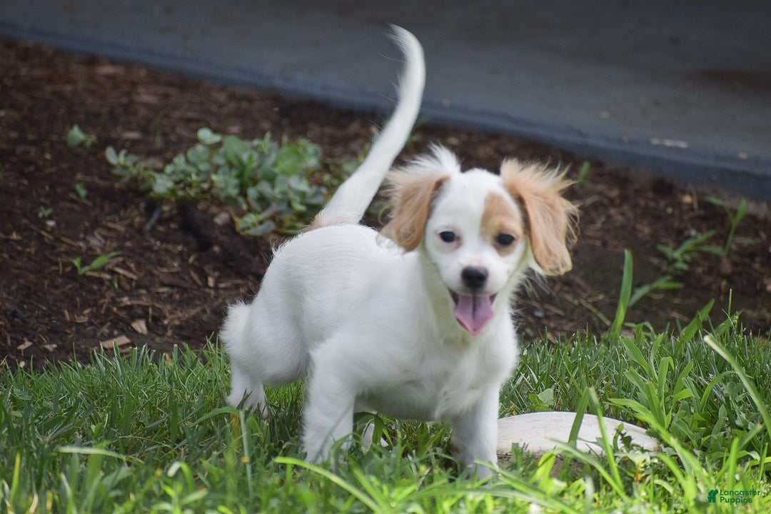 Cavapoo dogs for sale: Mariah - Image 8