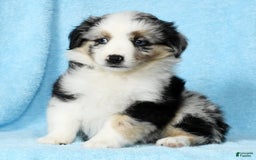 Miniature Australian Shepherd dogs for sale: Ashley - Image 7