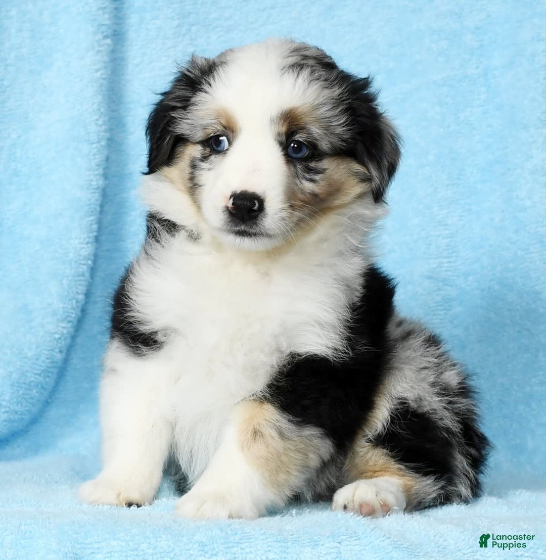Miniature Australian Shepherd dogs for sale: Ashley - Image 7