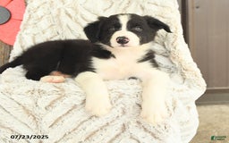 Border Collie dogs for sale: Nudge - Image 3