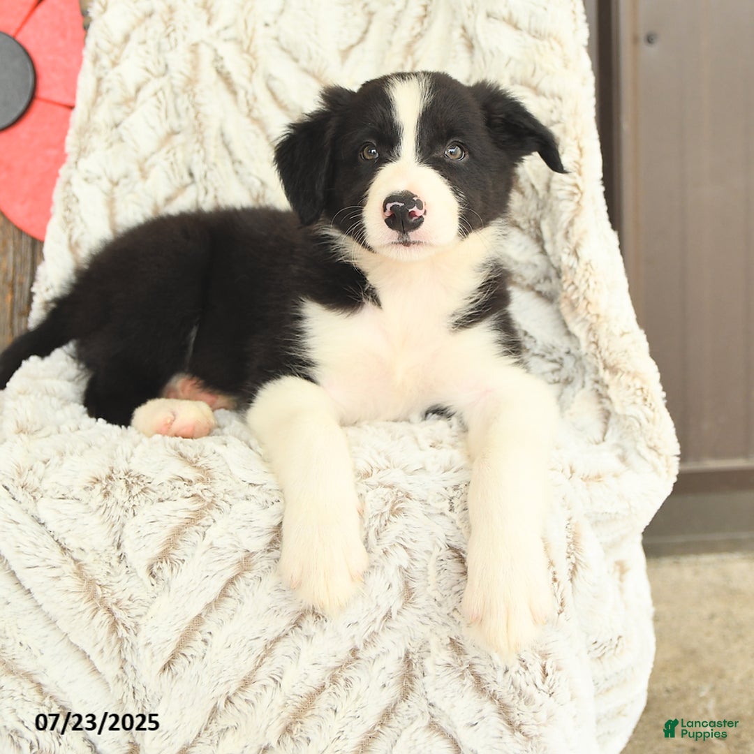 Border Collie dogs for sale: Nudge - Image 3