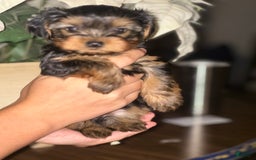 Yorkshire Terrier dogs for sale: Yorkshire Terrier 3 puppies - Image 1