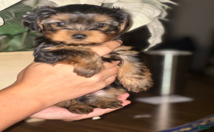 Yorkshire Terrier dogs for sale - Ad 1