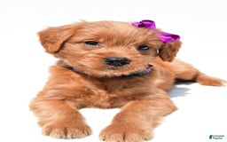 Mini Goldendoodle dogs for sale: Tiny - Image 3