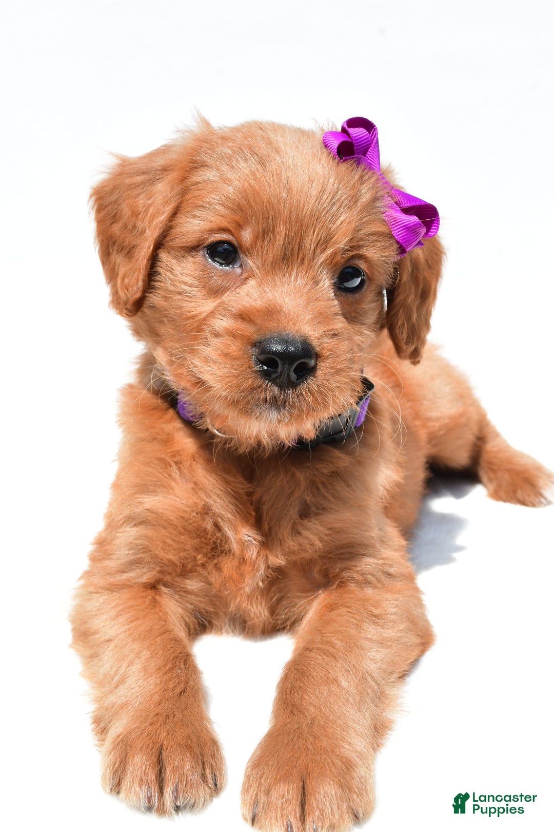 Mini Goldendoodle dogs for sale: Tiny - Image 3