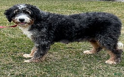 Bernedoodle dogs for sale: Beau - Image 4