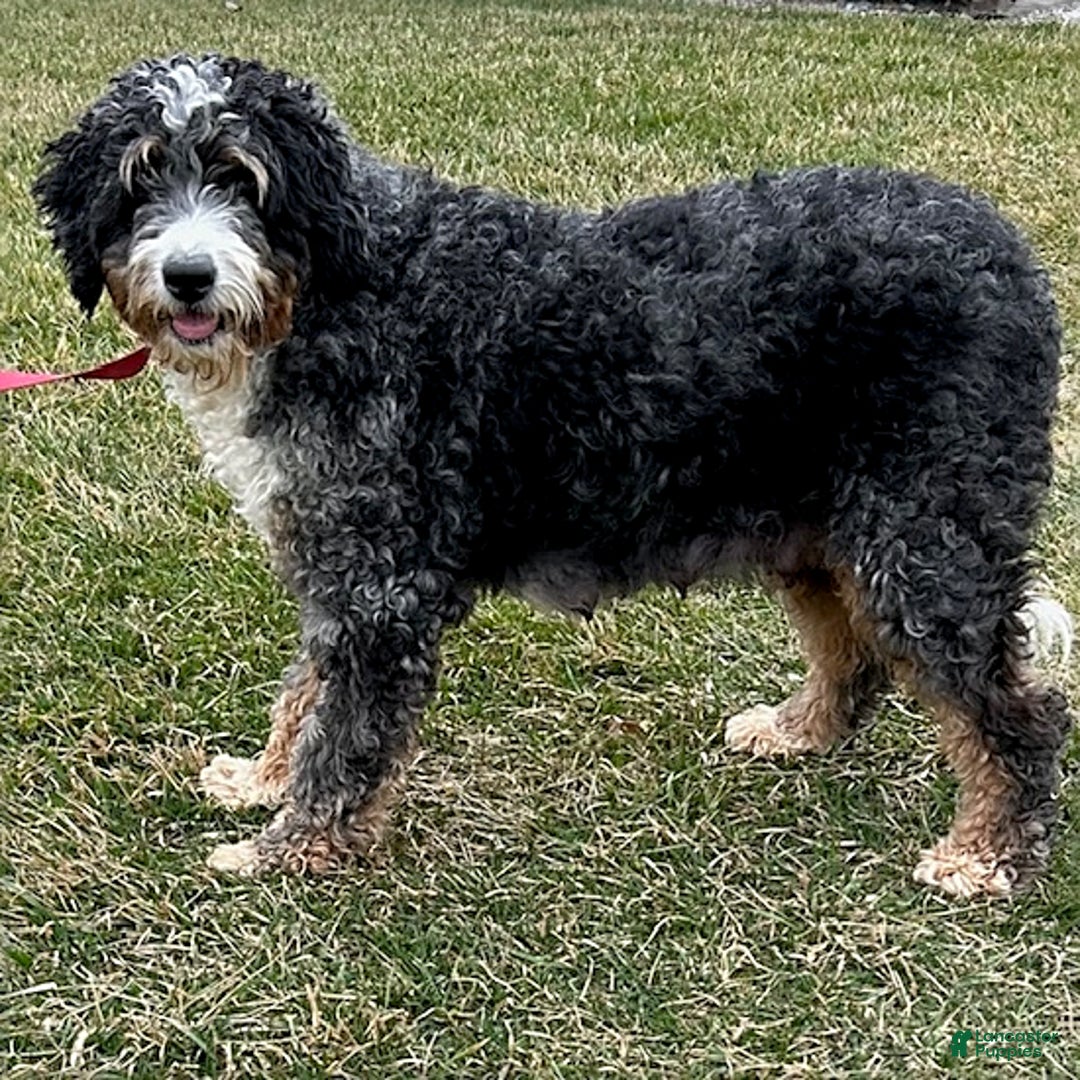 Bernedoodle dogs for sale: Beau - Image 4