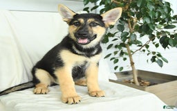 Gerberian Shepsky dogs for sale: Montana - Image 2