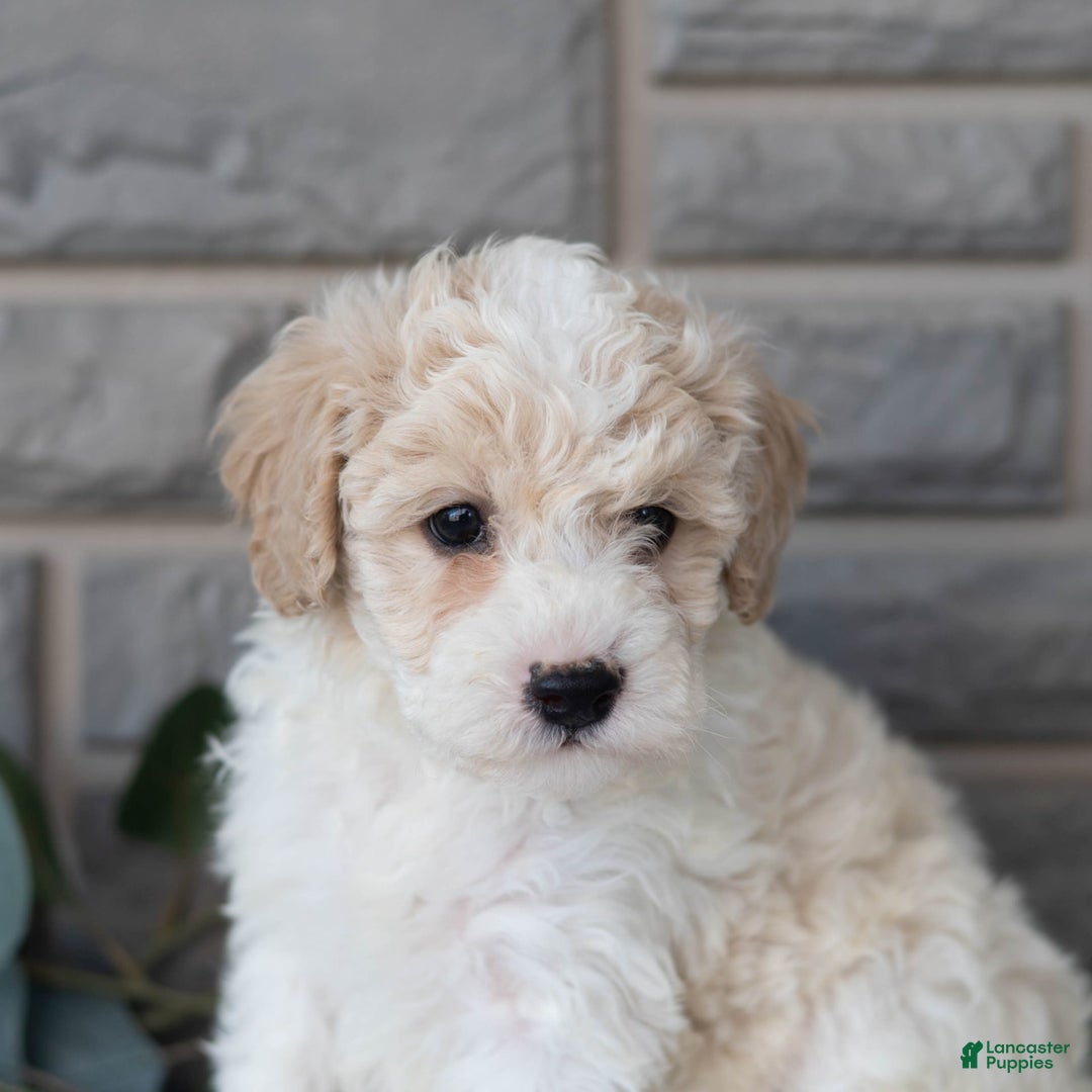 Bichpoo dogs for sale: Kevon - Image 3
