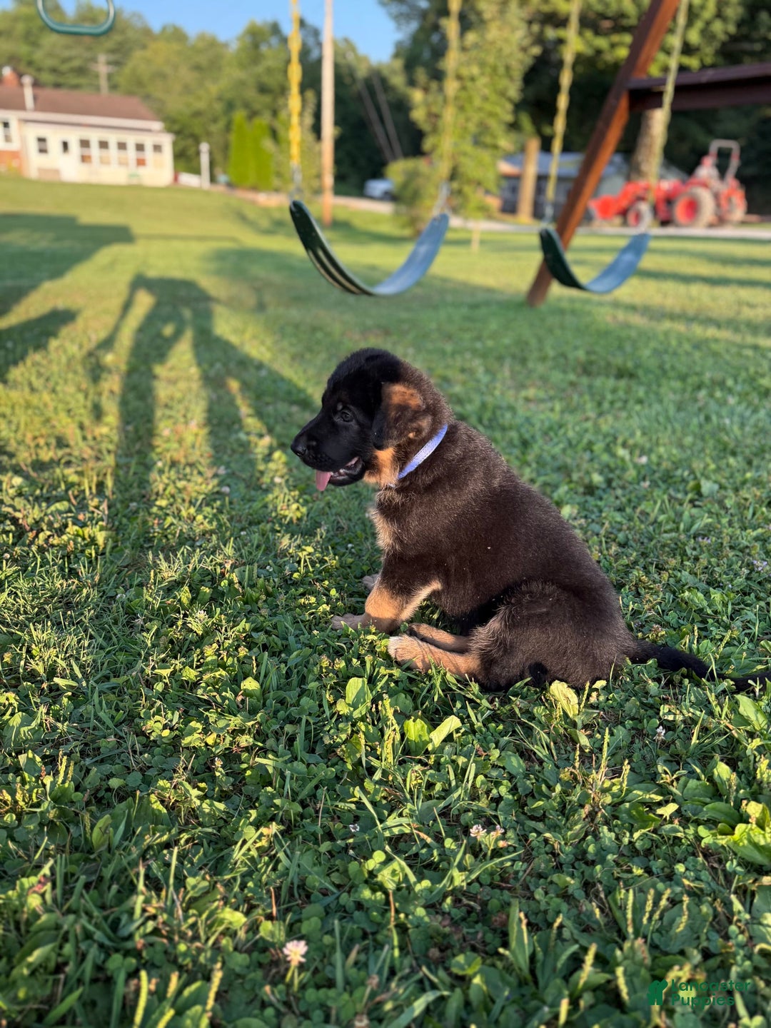 German Shepherd dogs for sale: German Shepherd 6 puppies - Image 11