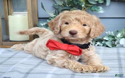 Goldendoodle dogs for sale: Anderson - Image 6