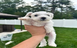 Miniature Schnauzer dogs for sale: Cloe - Image 3