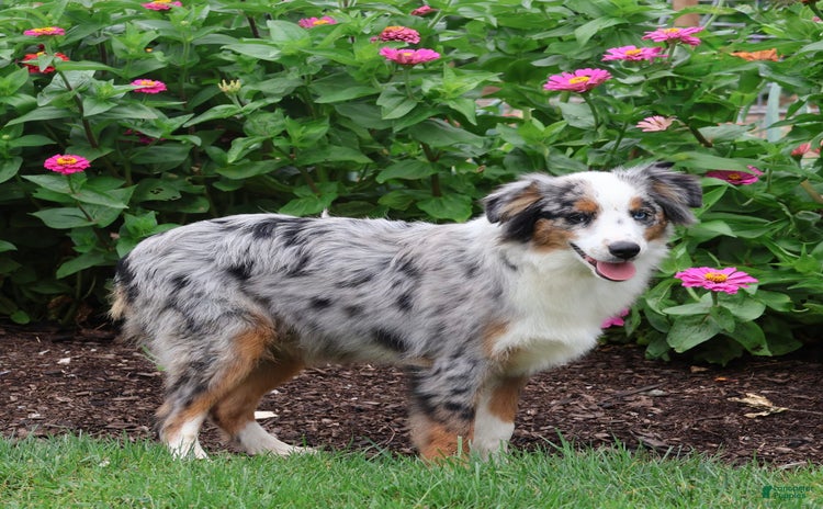 Miniature Australian Shepherd dogs for sale - Ad 2