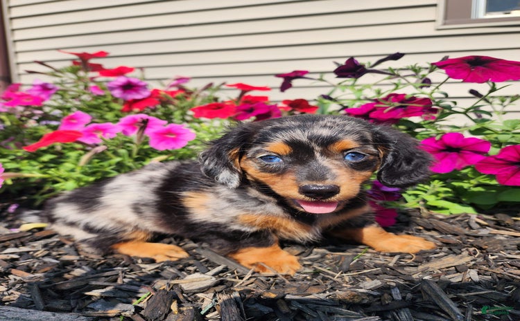 Miniature Dachshund dogs for sale - Ad 4