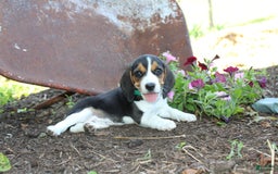 Beagle dogs for sale: Raina - Image 3