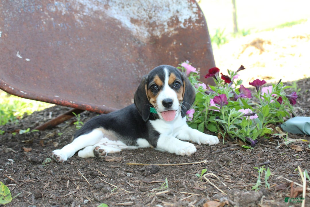 Beagle dogs for sale: Raina - Image 3