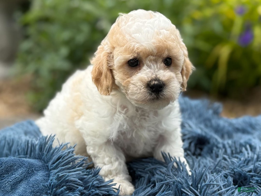 Bichpoo dogs for sale: Simon - Image 9