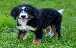 Mini Bernedoodle dogs for sale: Rue - Image 17