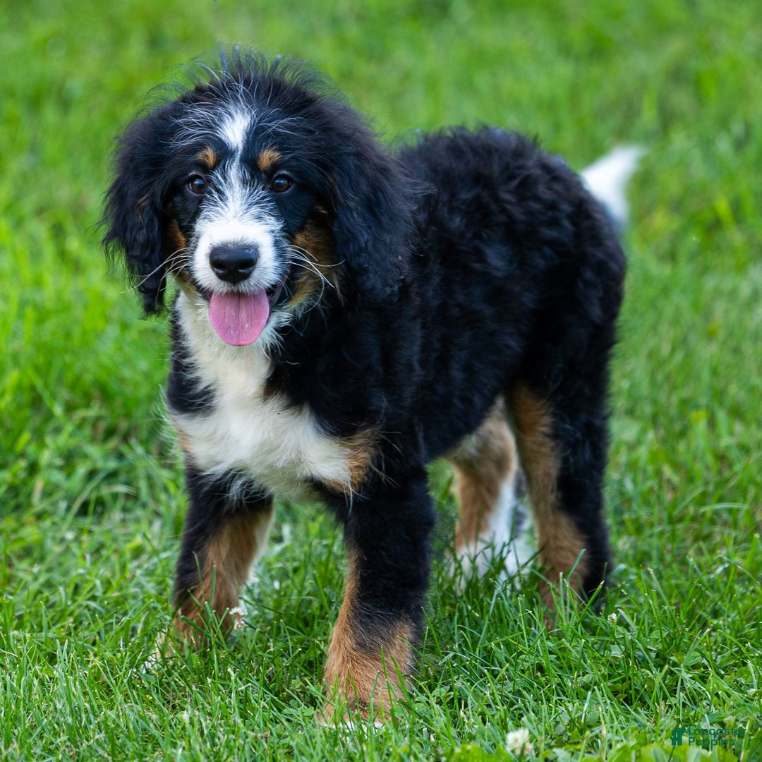 Mini Bernedoodle dogs for sale: Rue - Image 17