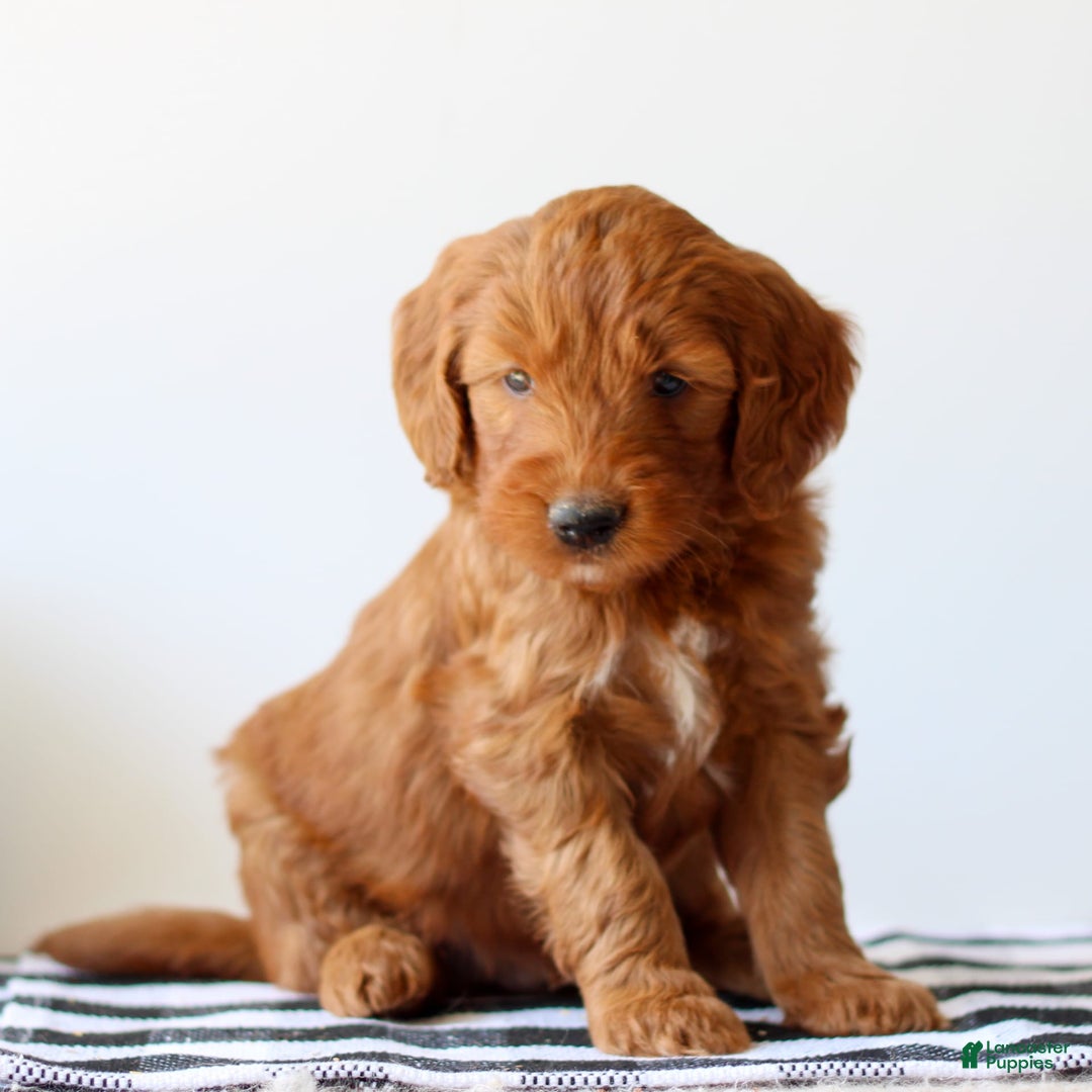 Goldendoodle dogs for sale: Rusty - Image 3