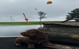 Miniature Dachshund dogs for sale: Cocoa - Image 3