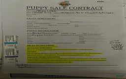 Boston Terrier dogs for sale: Hope - Image 2