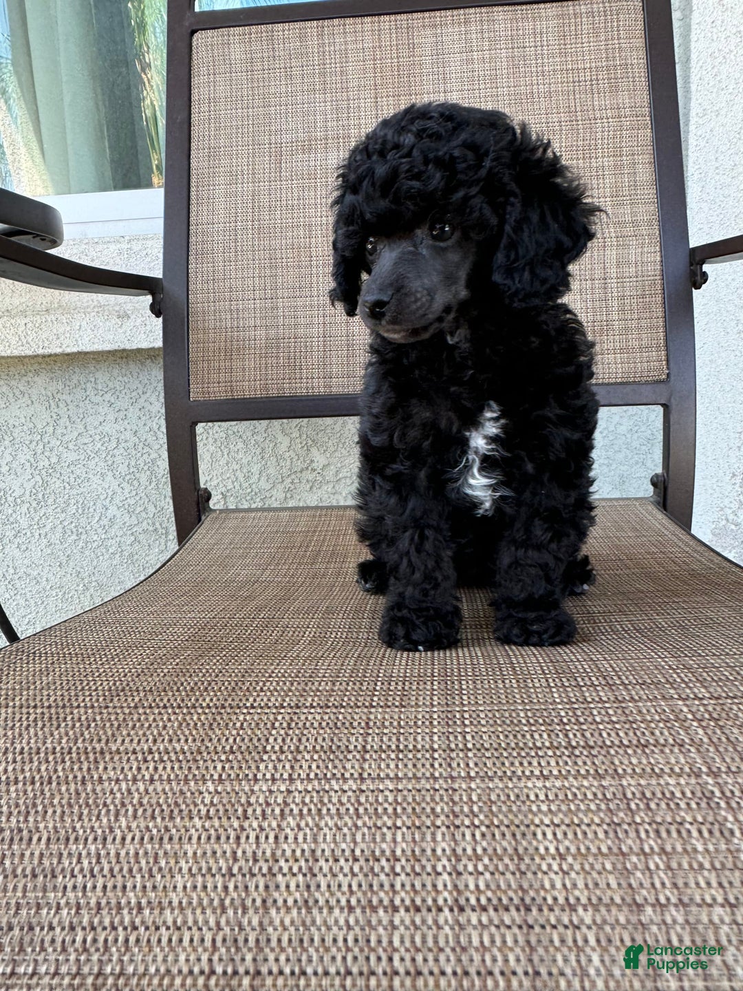 Miniature Poodle dogs for sale: Black Widow - Image 4