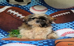 Shih Tzu dogs for sale: Dale - Image 5
