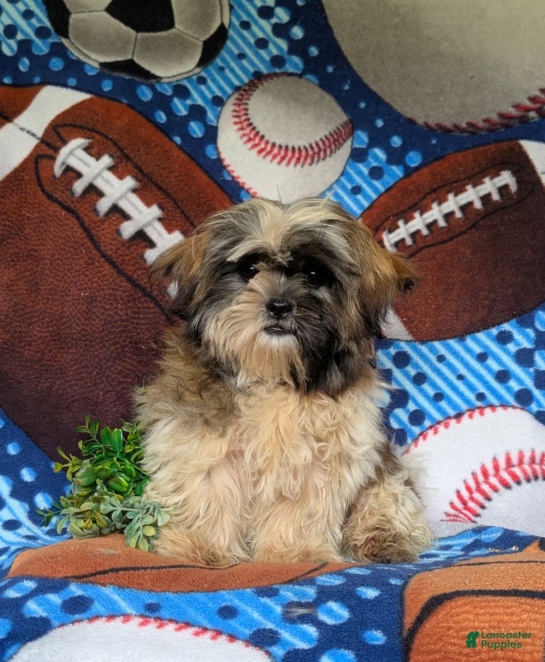 Shih Tzu dogs for sale: Dale - Image 5