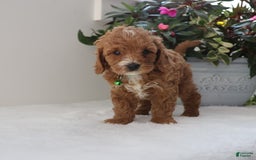 Cavapoo dogs for sale: Charlie - Image 2