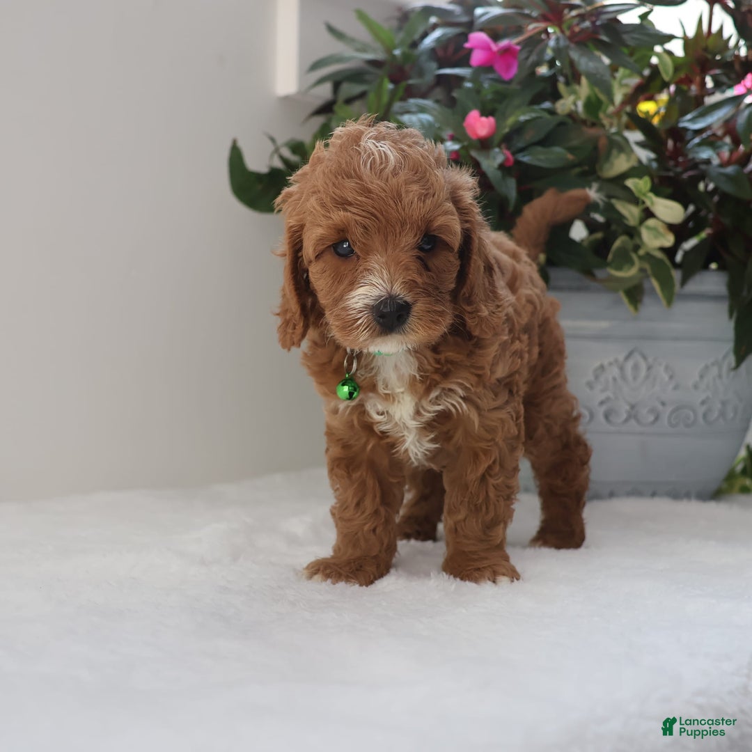 Cavapoo dogs for sale: Charlie - Image 2