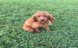 Cavapoo dogs for sale: Parker - Image 5