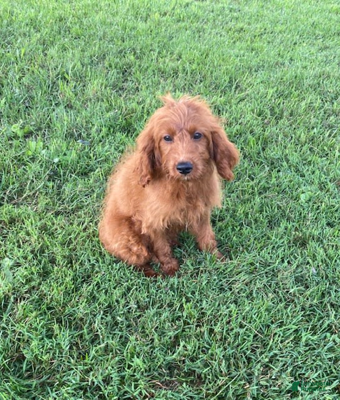 Cavapoo dogs for sale: Parker - Image 5