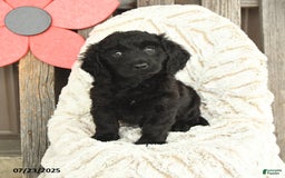 Mini Goldendoodle dogs for sale: Micky - Image 4