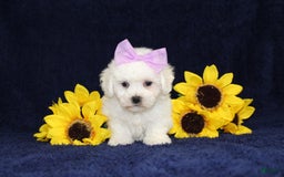 Bichon Frise dogs for sale: Unicorn - Image 4