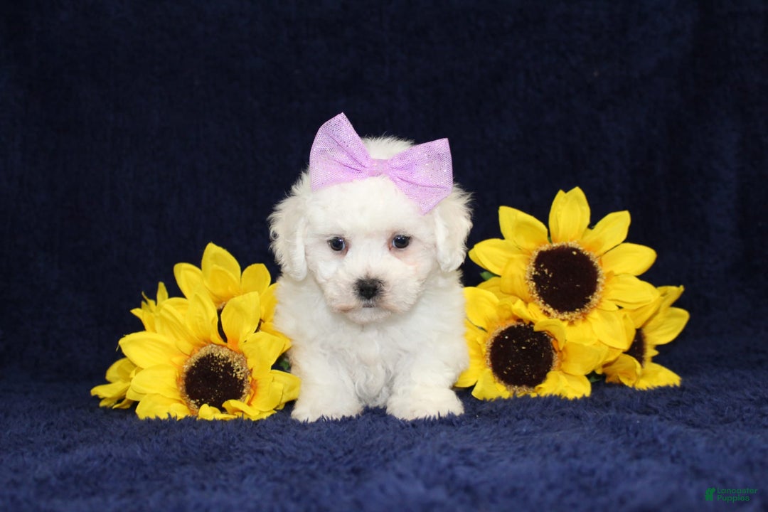 Bichon Frise dogs for sale: Unicorn - Image 4