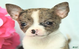 Chihuahua dogs for sale: Toby - Image 4