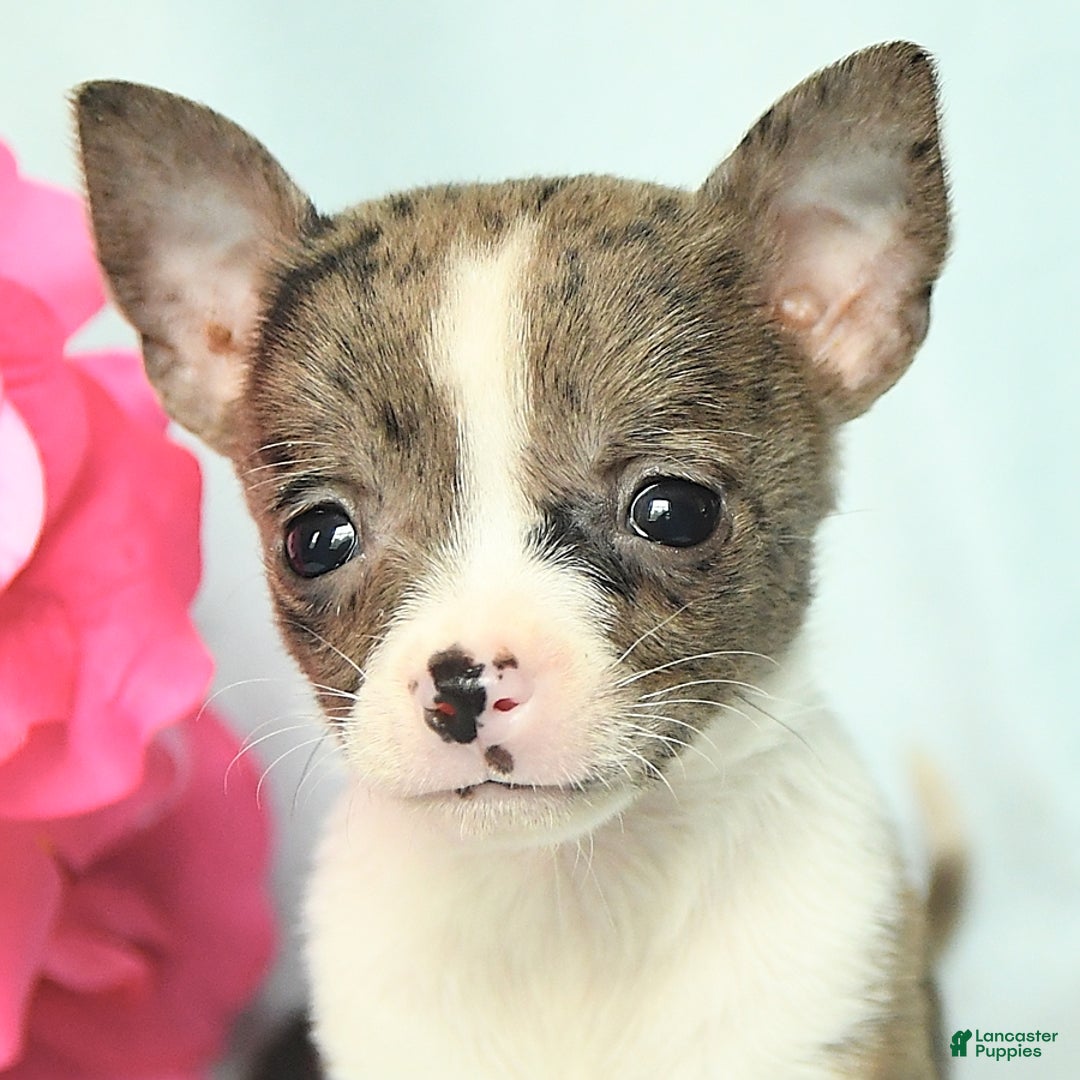 Chihuahua dogs for sale: Toby - Image 4
