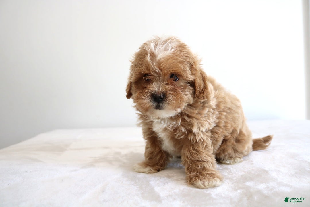 Shihpoo dogs for sale: Linc - Image 8