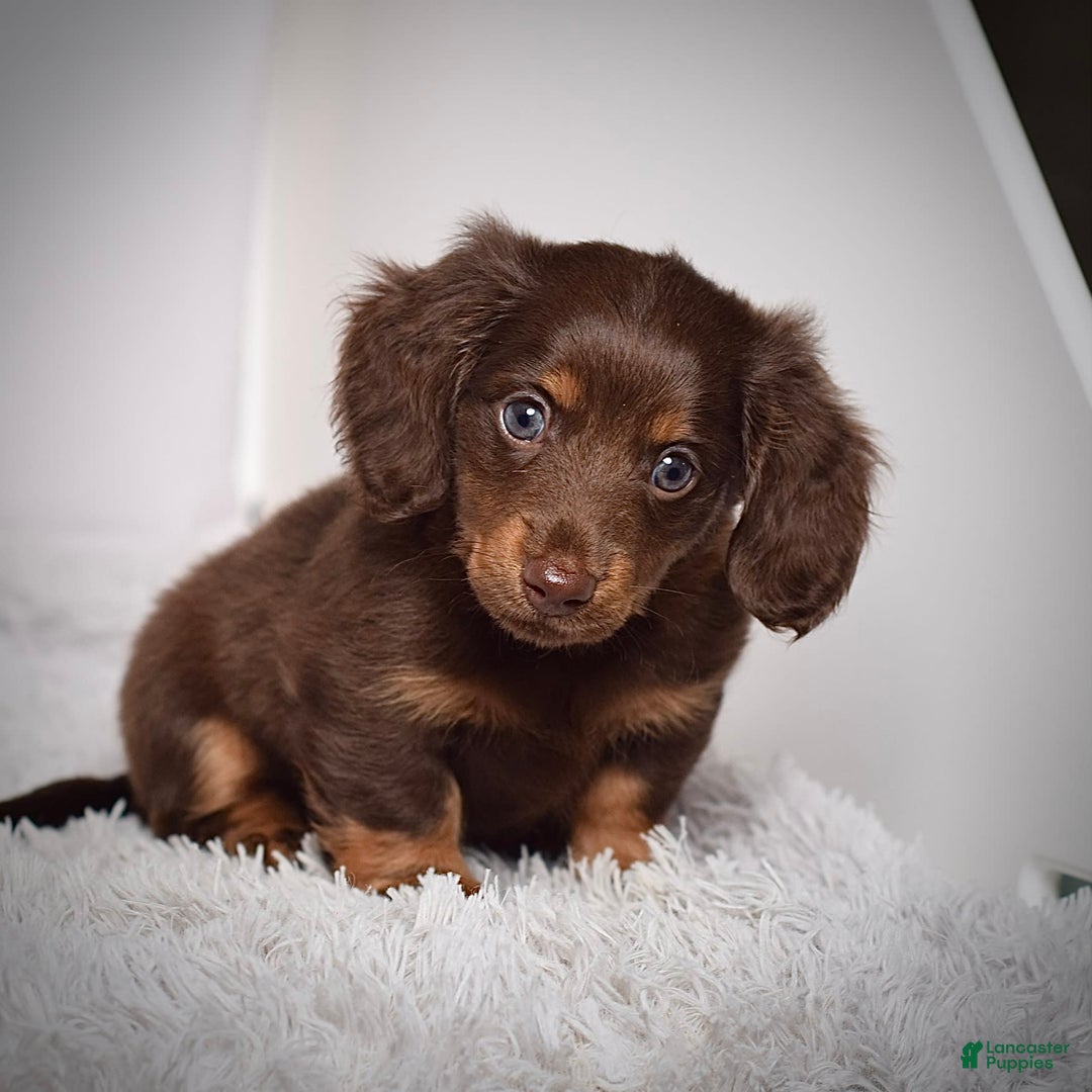 Miniature Dachshund dogs for sale: Mr. Sammy - Image 1