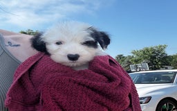 Old English Sheepdog dogs for sale: Nova - Image 2