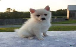 Pomsky dogs for sale: Tannar - Image 5