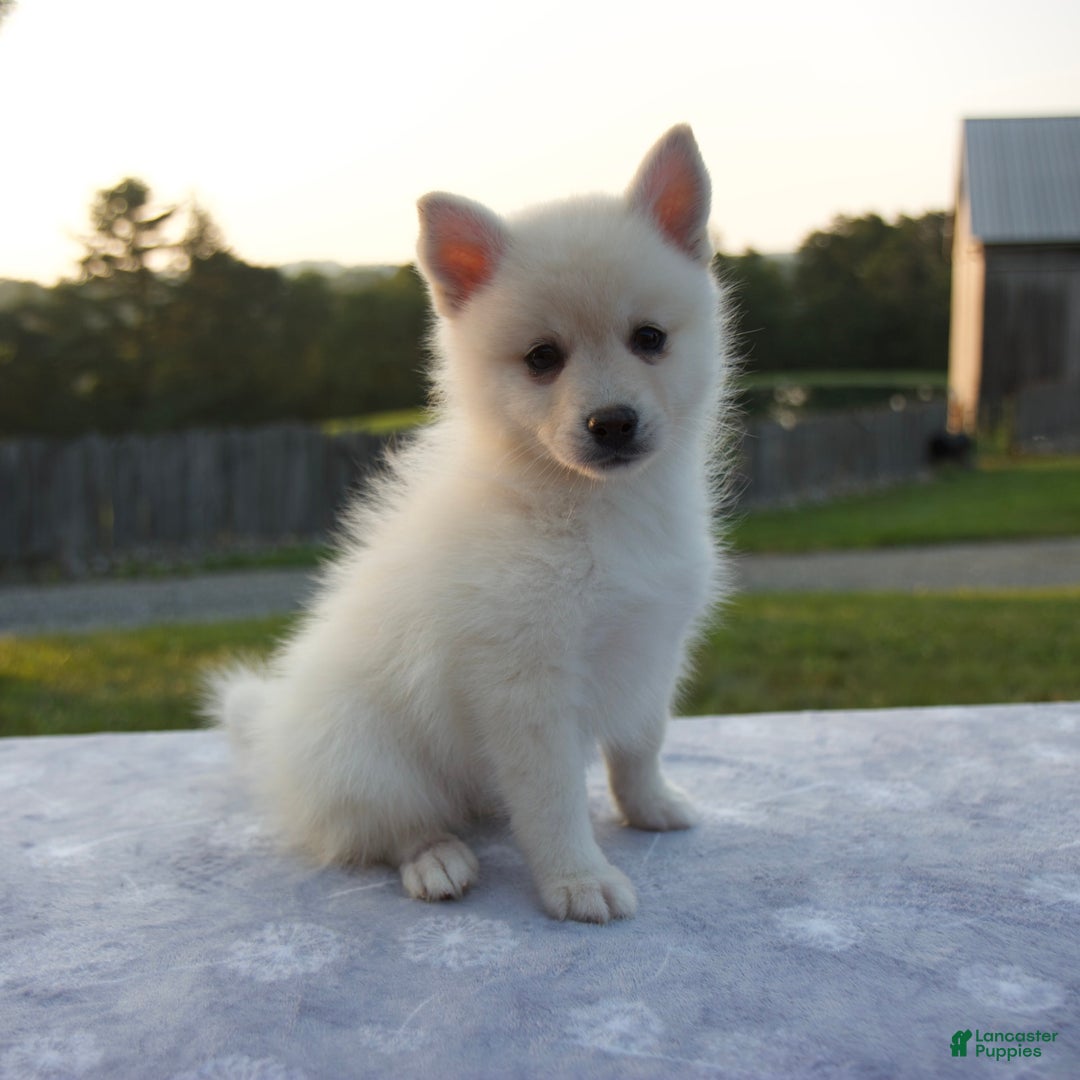 Pomsky dogs for sale: Tannar - Image 5