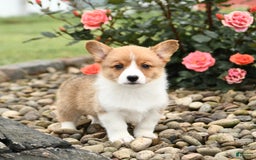 Welsh Corgi Pembroke dogs for sale: Clementine - Image 2