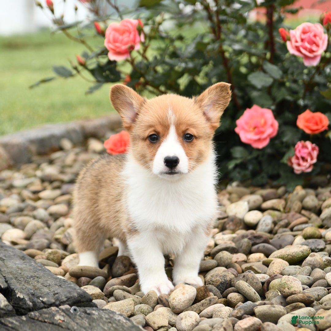 Welsh Corgi Pembroke dogs for sale: Clementine - Image 2